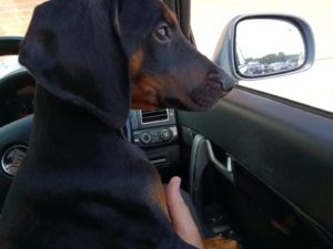 Bobtail Dobermann sitting the car